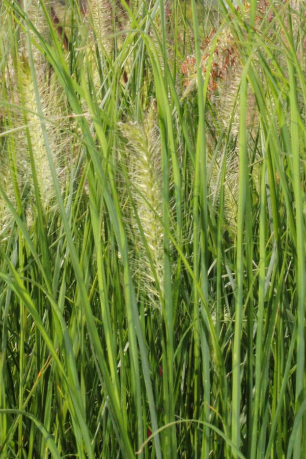 The dainty green grass blades and seed plumes planted in mass of Pennisetum 'Hameln' ©Hoffie Nursery