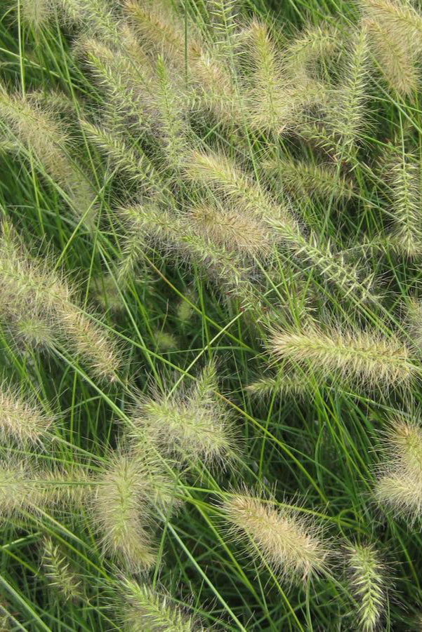 Pennisetum 'Little Bunny' grass in a landscape and with plumes ©Hoffie Nursery