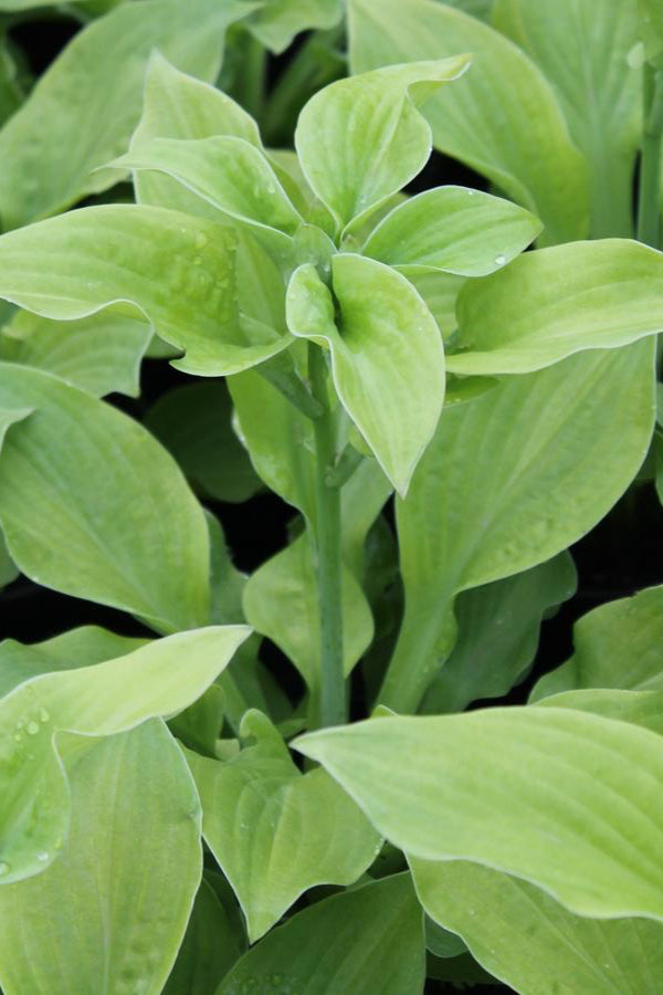 Hosta 'August Moon' with bright yellow green heart shaped leaves planted in mass ©Hoffie Nursery