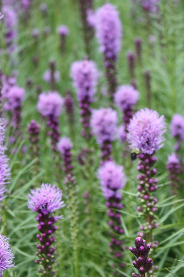 Liatris spicata in full bloom and in multiples planted in a field. ©Hoffie Nursery