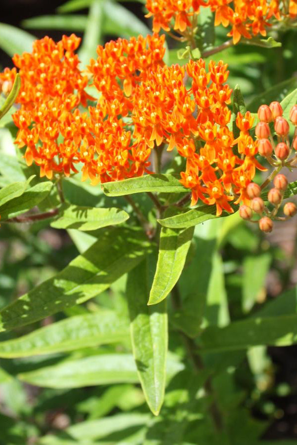 Asclepias tuberose up close and in full orange bloom ©Hoffie Nursery