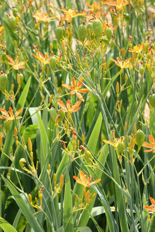 Belamcanda chinensis in full bloom and en masse in a garden ©Hoffie Nursery