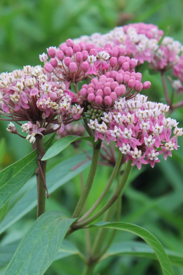 Asclepias 'Cinderella' in bloom with pink flowers up close ©Hoffie Nursery