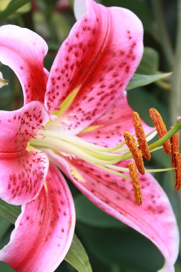 The bright pink bloom of the 'Stargazer' lily up close ©Hoffie Nursery