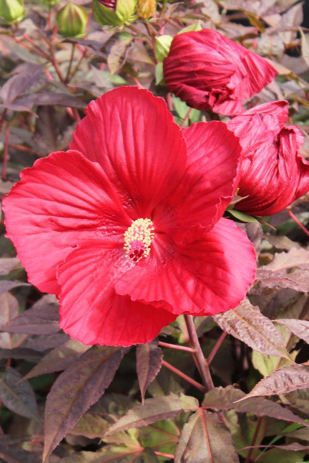 The massive deep red flower of Hibiscus 'Midnight Marvel' ©Hoffie Nursery