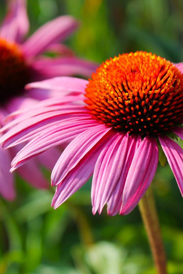 The bright purple petals and dark orange centers of the Echinacea 'Ruby Star' bloom ©Hoffie Nursery