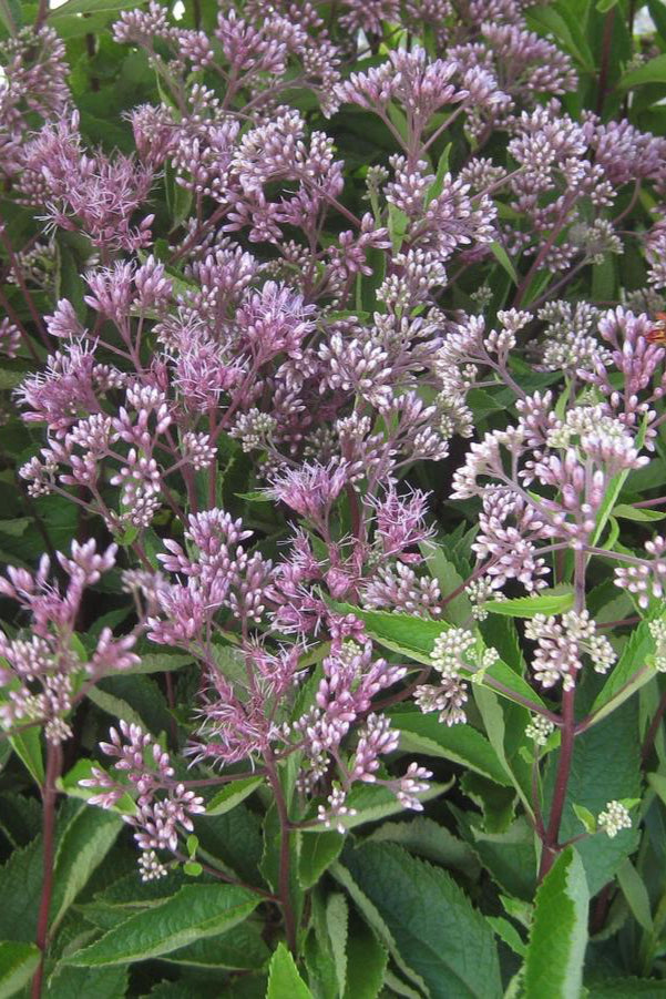 detail image of the pink blooms of Eupatorium 'Phantom' planted in mass in a garden ©Hoffie Nursery