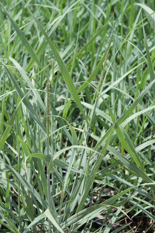 Up close detail of the upright blades of Panicum 'Heavy Metal' planted in mass ©Hoffie Nursery