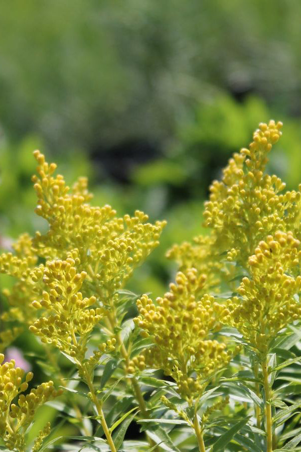 Solidago 'Little Lemon' in bloom and concentrating close up on the bud and bloom. ©Hoffie Nursery
