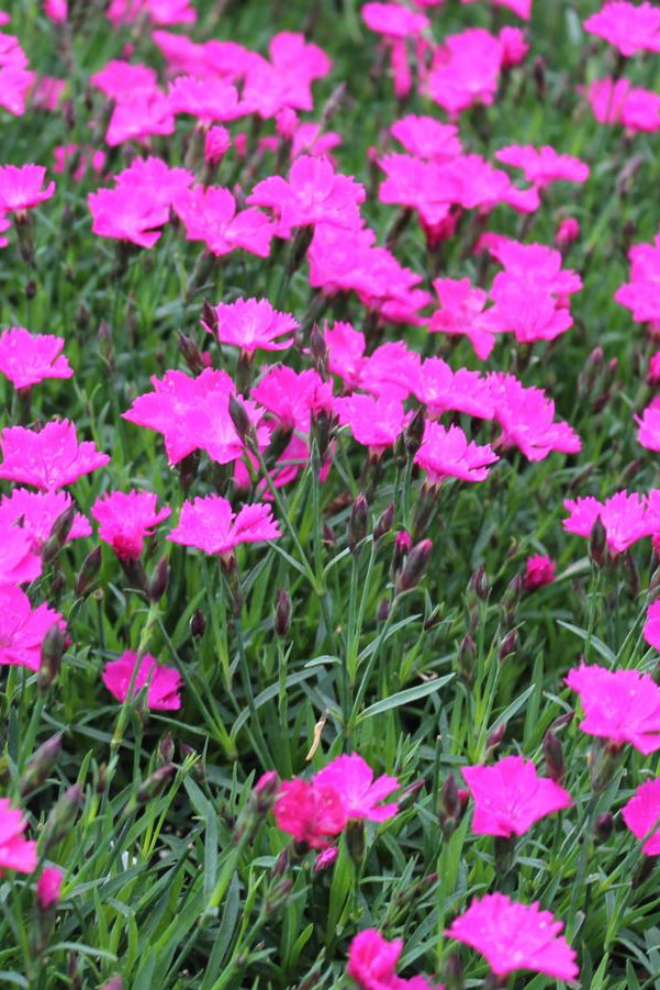 Dianthus 'Beauties Kahori' in bloom and up close ©Hoffie Nursery