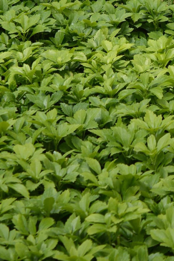 Pachysandra t. 'Green Carpet' in mass ©Hoffie Nursery