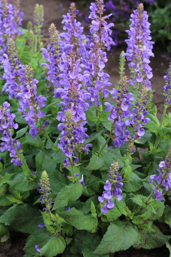 Salvia 'Blue Marvel' in full bloom planted in the landscape ©Hoffie Nursery