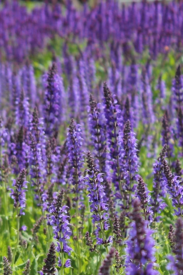Field of Salvia 'May Night' purple flowers with a blurred background ©Hoffie Nursery