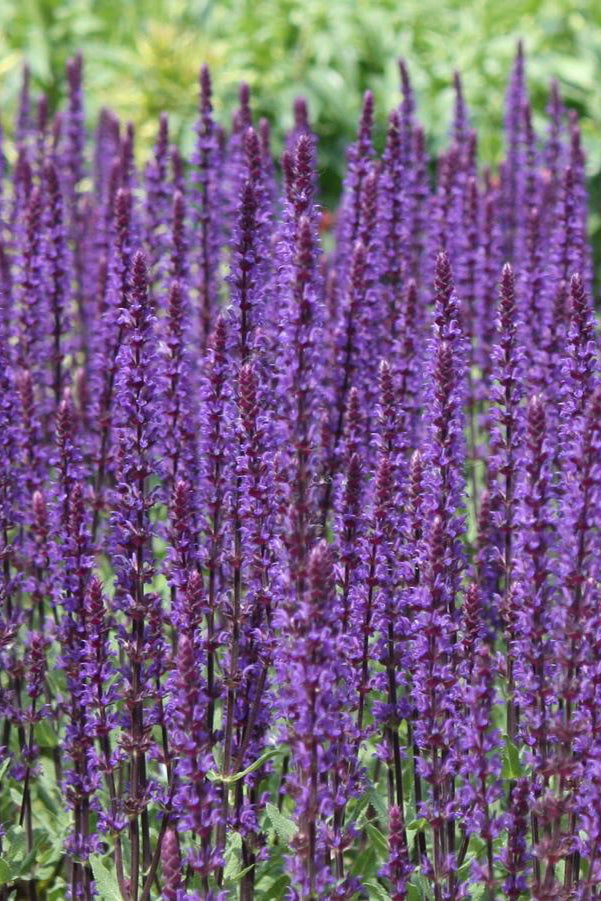 Salvia 'Caradonna' in bloom and planted in mass in a garden ©Hoffie Nursery