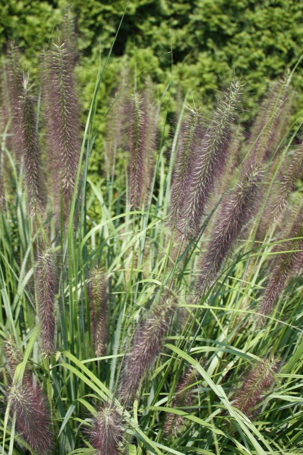 Pennisetum 'Red Head' in full form and planted in mass in a garden ©Hoffie Nursery