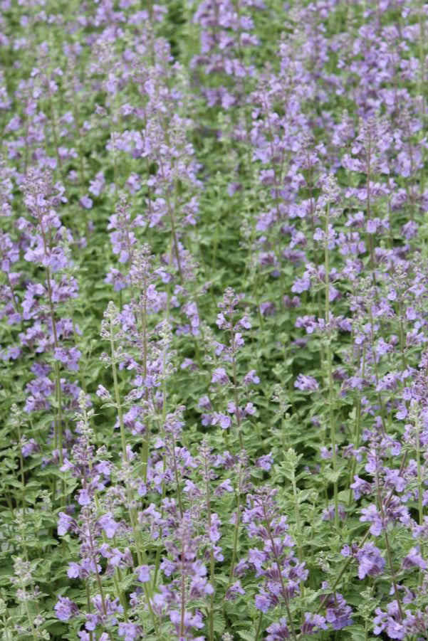 The light purple flowers of the Nepeta 'Walkers Low' in full bloom and planted in mass in the garden. ©Hoffie Nursery
