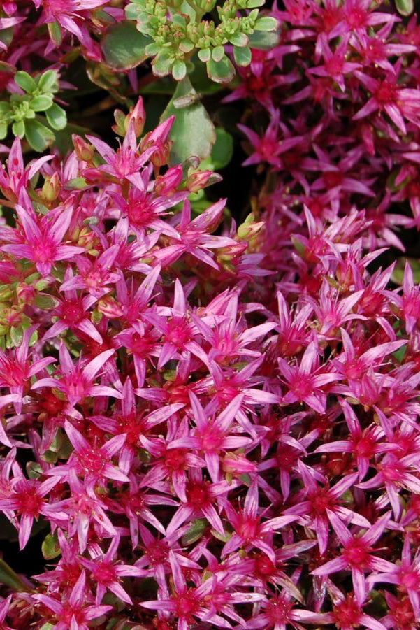 Sedum 'Dragon's Blood' groundcover looking from above with its burgundy pink flowers ©Hoffie Nursery