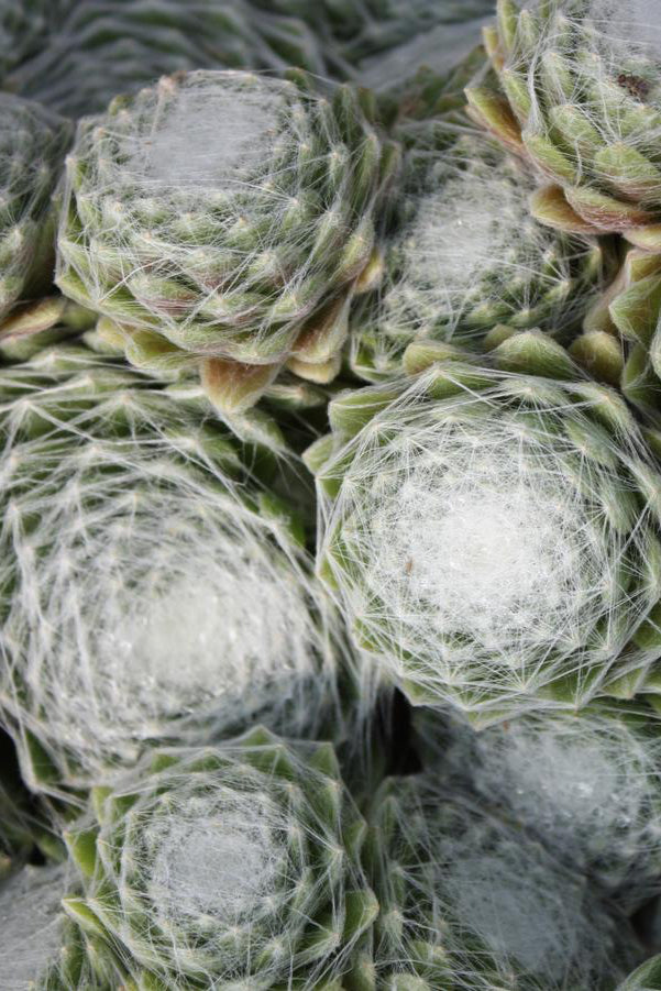 Sempervivum 'Cobweb' plant viewed from the top with multiple hens and chicks ©Hoffie Nursery