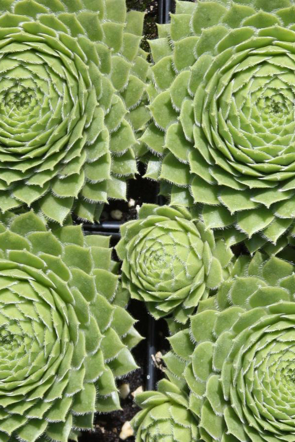 Sempervivum braunii rosettes in green shown from the above ©Hoffie Nursery