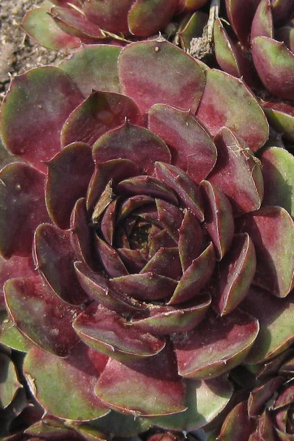 Sempervivum 'Commander Hay' thick leaves in a floret in burgundy and green. ©Hoffie Nursery