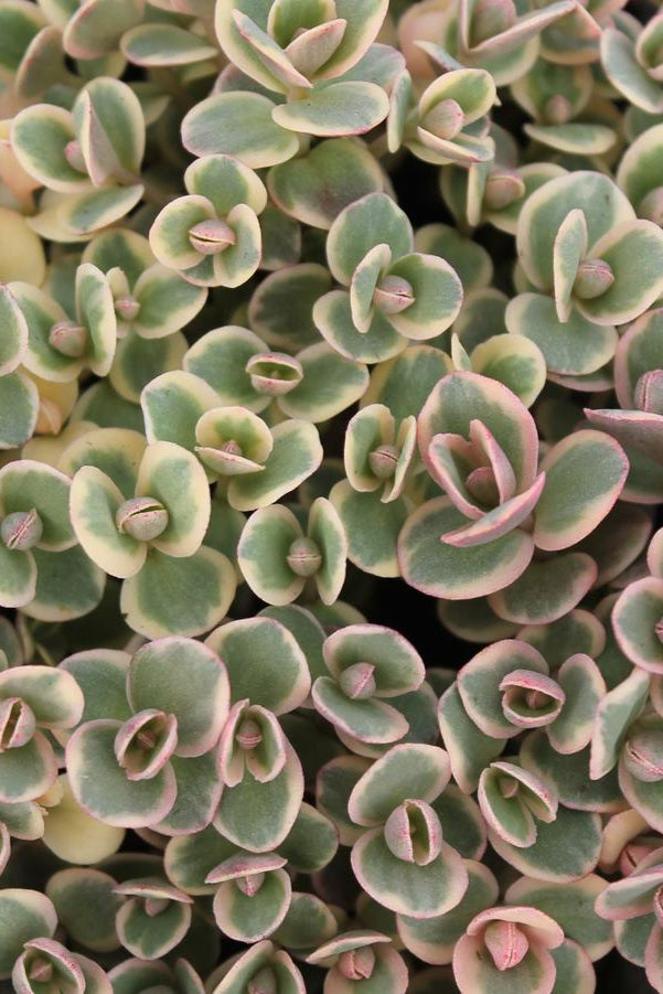 Detail image of Sedum 'Lime Twister' variegated stonecrop showing variegated green foliage with cream yellow borders ©Hoffie Nursery