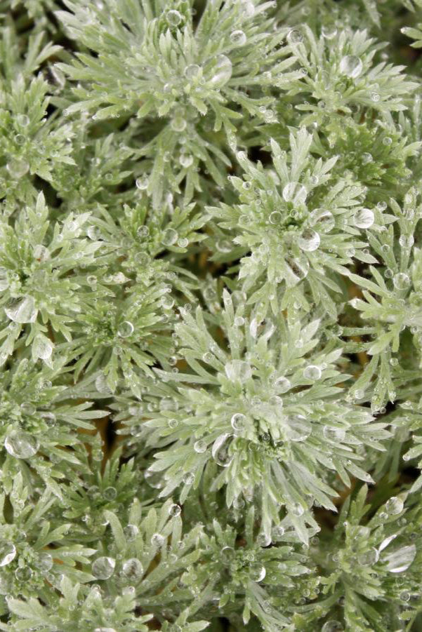 Artemisia 'Nana' white fuzzy leaves up close. ©Hoffie Nursery