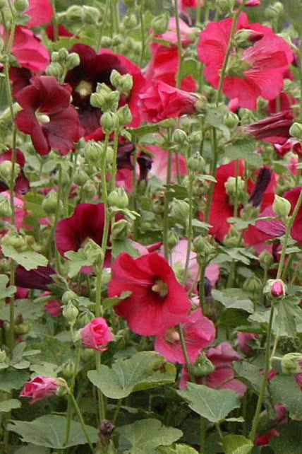 Alcea 'Indian Spring' patch of perennials in bloom with shades of red and pink ©Hoffie Nursery