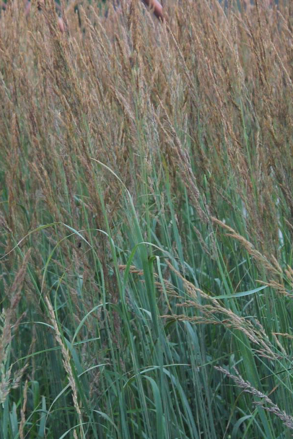 Calamagrostis 'Karl Foerster' grasses en masse with plumes in a garden and standing tall with its green blades. ©Hoffie Nursery