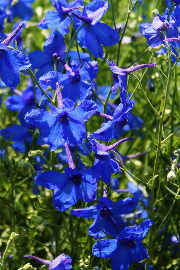 The cobalt blue flowers of the Delphinium 'Blue Butterfly' in bloom and in mass ©Hoffie Nursery