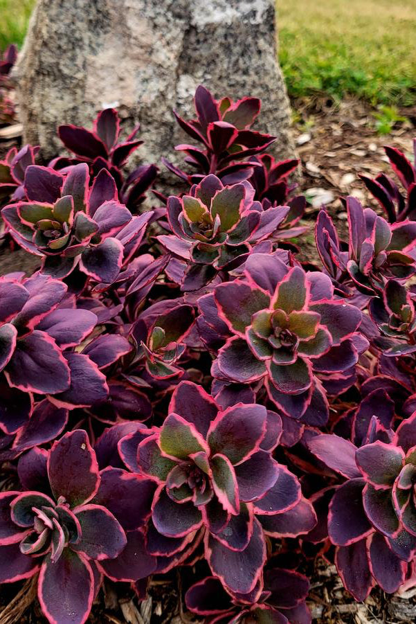Sedum 'Dream Dazzler' with the thick burgundy, fuchsia and gray green thick ©Hoffie Nursery