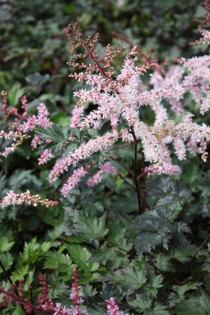 Astilbe 'Delft Lace' in bloom with its pink flowers ©Hoffie Nursery