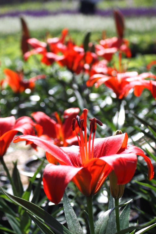 The large red flowers of the Lilium 'Matrix' planted in mass in a garden ©Hoffie Nursery