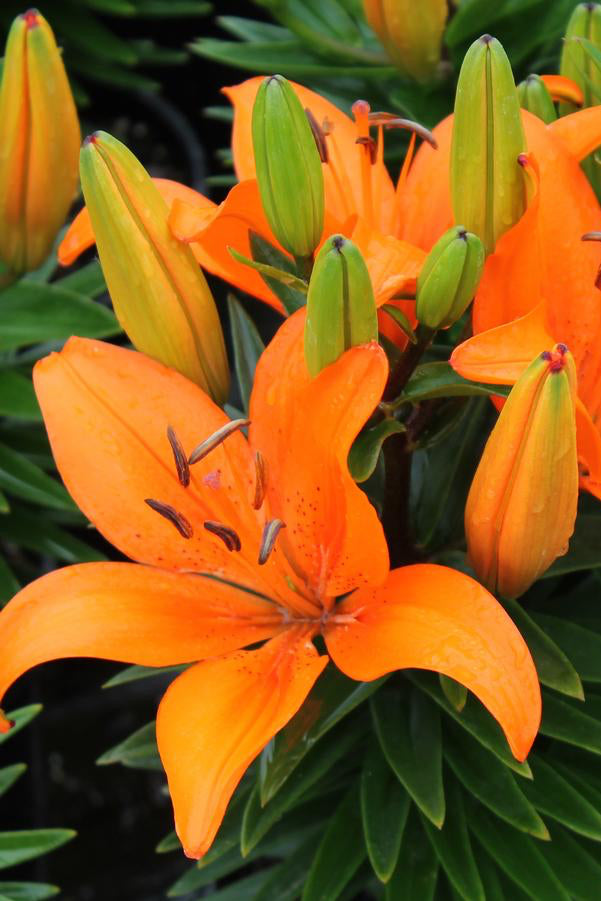 The bright huge flowers of the Lilium 'Orange Matrix' in bloom. ©Hoffie Nursery