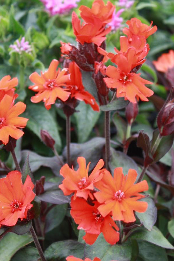 Lychnis 'Orange Gnome' in bloom. detail showing the vivid flowers. ©Hoffie Nursery
