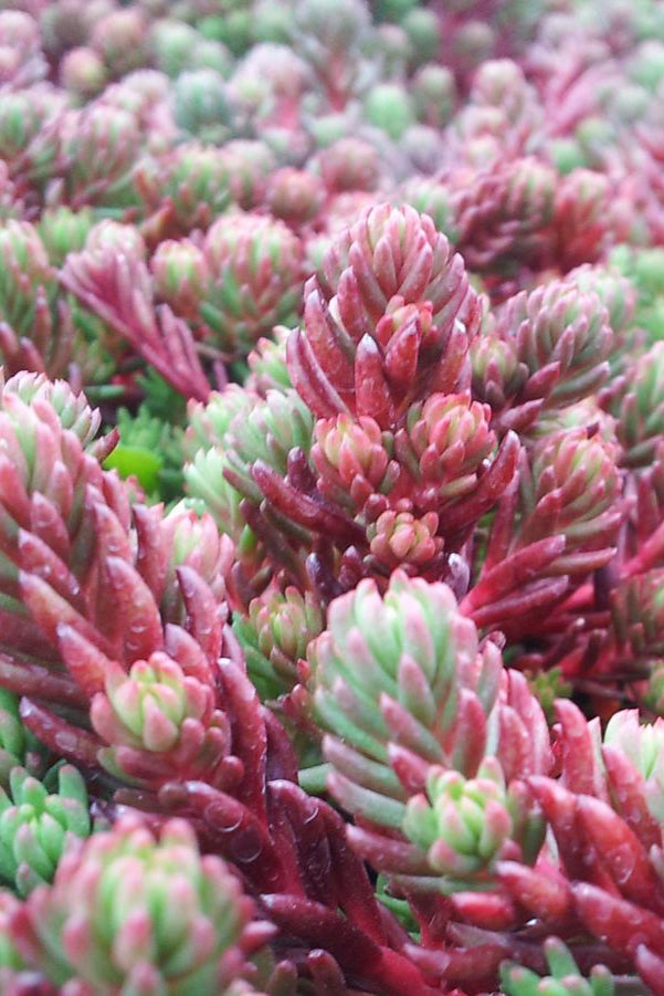 Sedum 'Red Wiggle' thick succulent like leaves up close vibrant green and red colorations. ©Hoffie Nursery