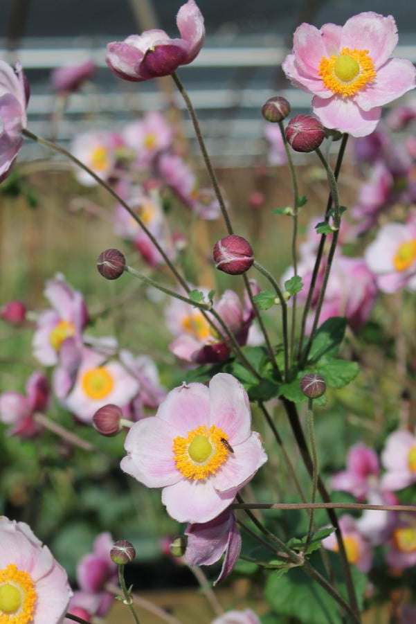 Anemone 'September Charm' open flowers and bloom with pink petals and yellow center ©Hoffie Nursery