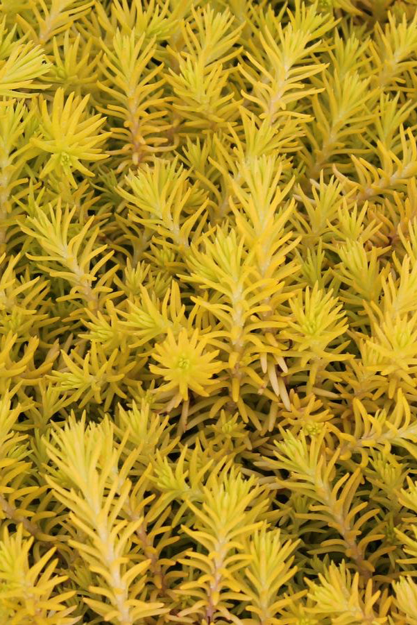 Sedum 'Angelina' thick yellow mat of foliage ©Hoffie Nursery