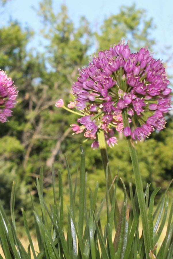 Allium 'Millenium' in bloom showing the purple ball of flowers ©Hoffie Nursery