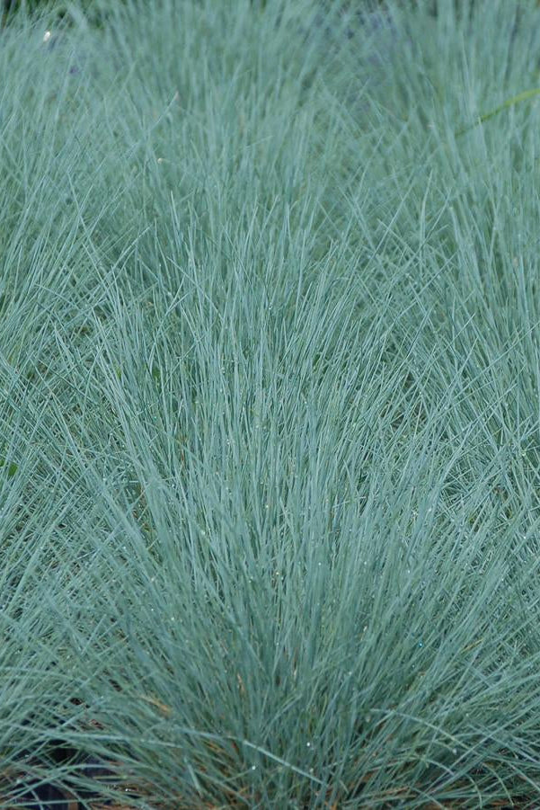 Close-up of Festuca 'Cool as Ice' blue-green grass planted in mass with a blurred background ©Hoffie Nursery