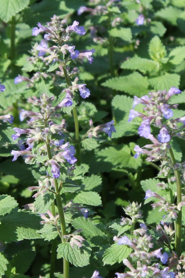 The purple blue flowers of the Nepeta 'Blue Wonder' up close ©Sprout Home