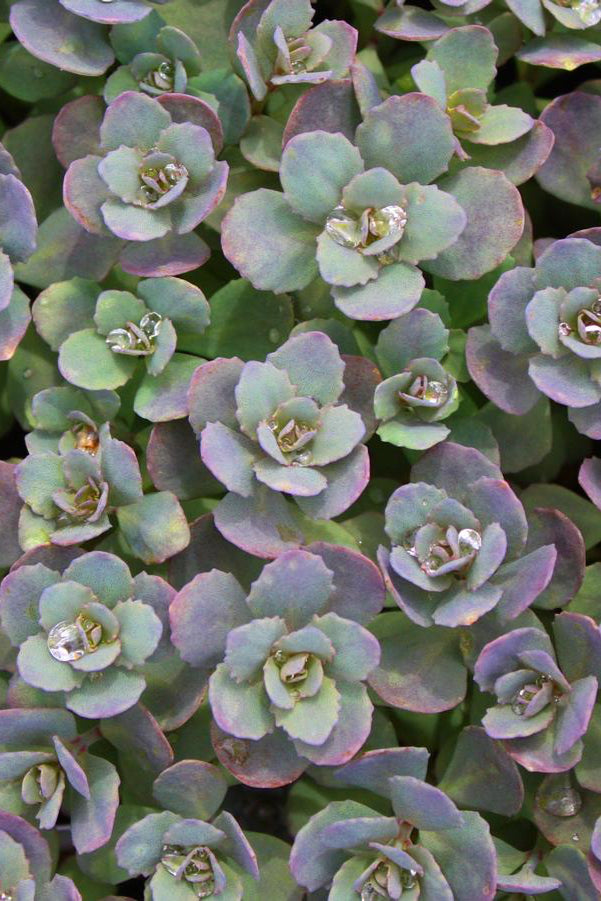 Sedum 'Dazzleberry' succulent like blue gray with pink tinted leaves ©Hoffie Nursery