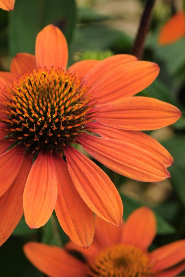 Echinacea 'Sombrero Adobe Orange' detail picture of the orange flower in bloom. ©Hoffie Nursery