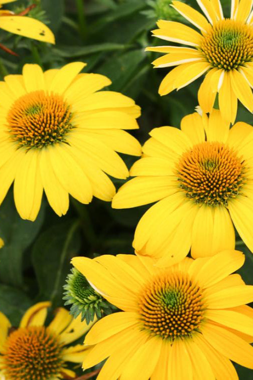 Echinacea 'Sombrero Lemon Yellow' Coneflowers in bloom ©Hoffie Nursery