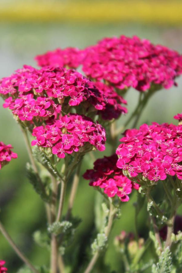 'Saucy Seduction' Achillea in bloom and up close showing the bright pink flower tops ©Hoffie Nursery