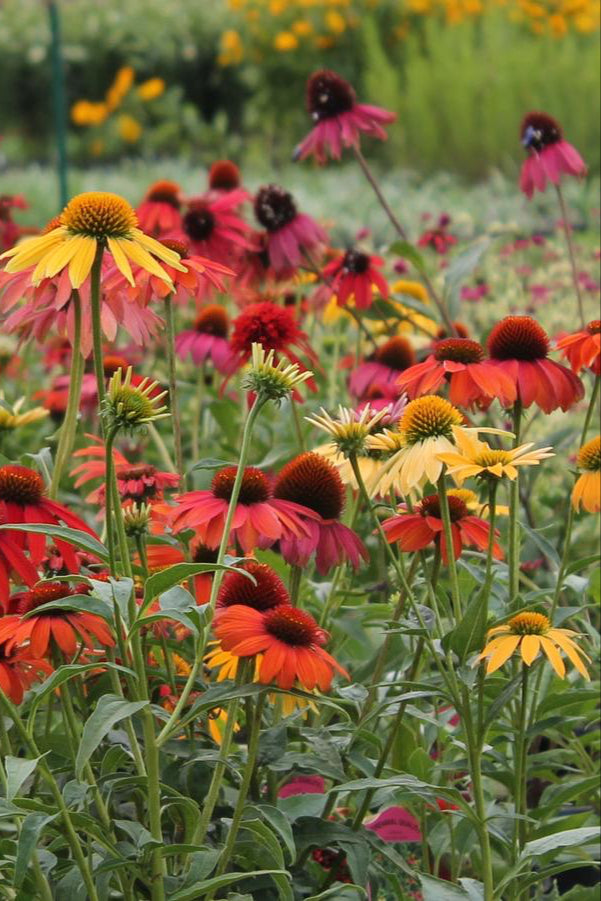 Multiple Echinacea 'Cheyenne Spirit' planted in mass in bloom showing the various colors of the petals ©Hoffie Nursery