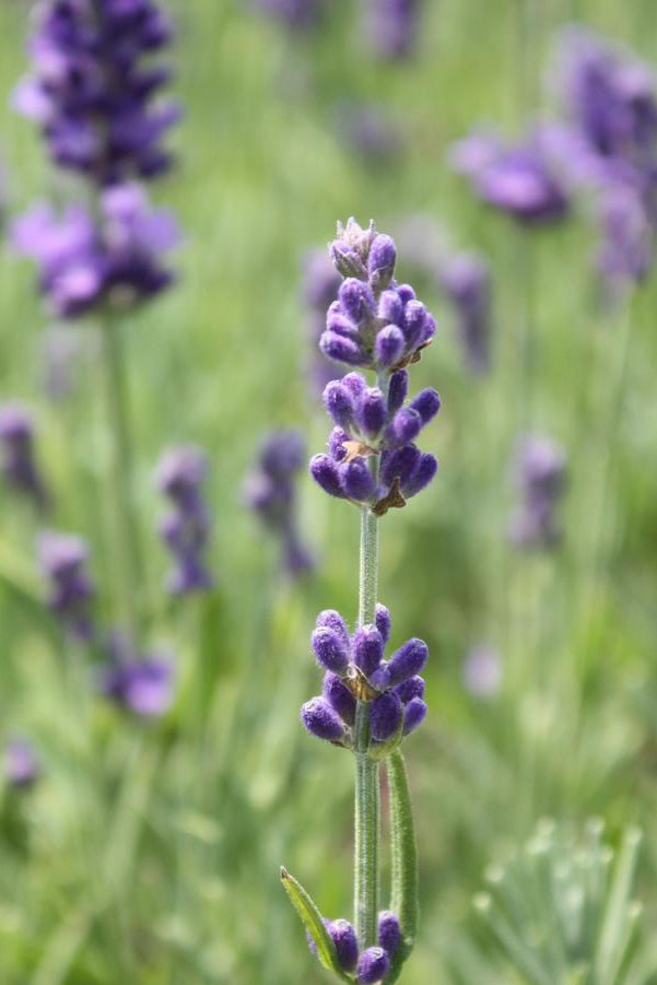 lavender flowers in bloom above its silver foliage planted in mass in a field ©Hoffie Nursery