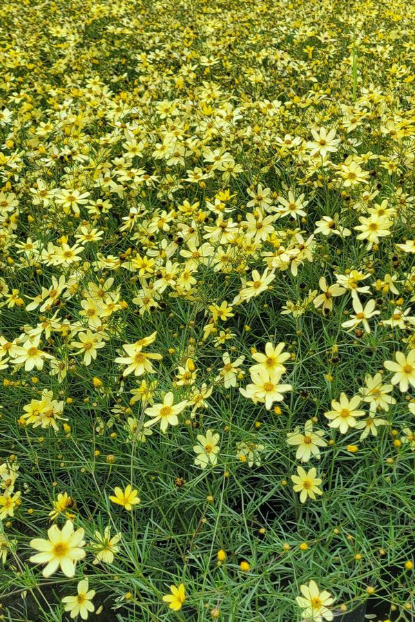 Coreopsis 'Moonbeam'planted in mass in bloom with its light yellow flowers @Hoffie Nursery