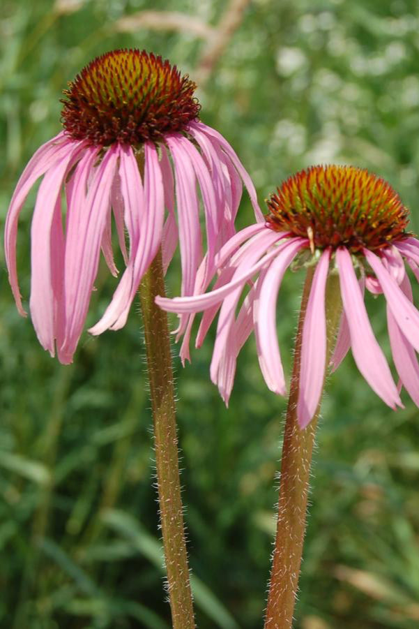 Echinacea pallida in bloom showing the downward petals. ©Hoffie Nursery