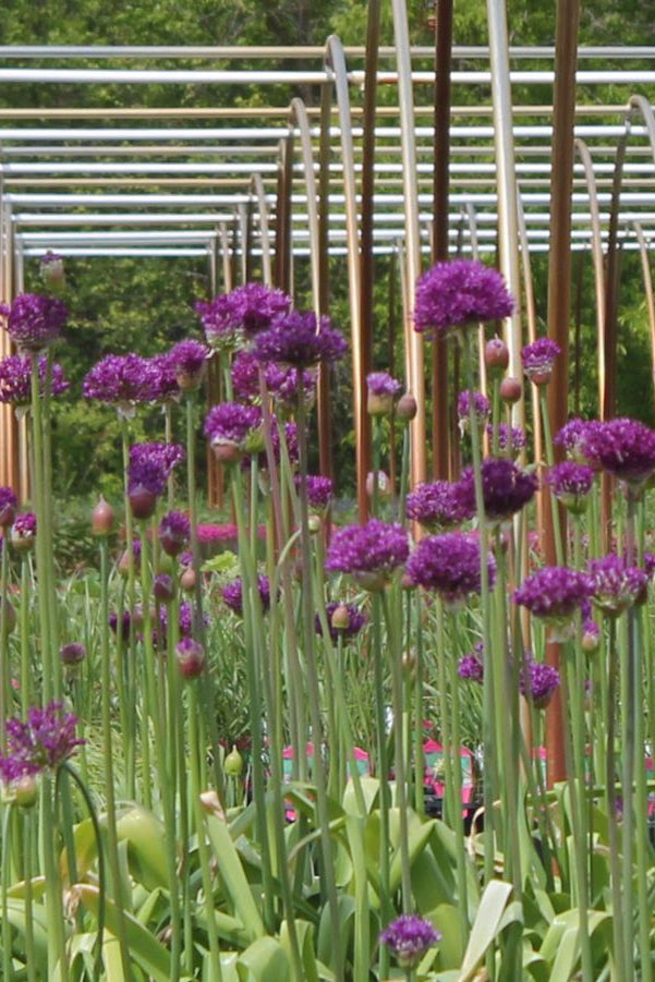 a field of Allium 'Purple Sensation' in bloom with their purple flower balls ©Hoffie Nursery
