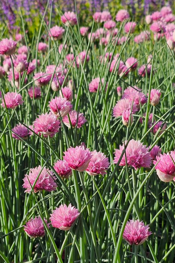 Field of Allium s. 'Forescate' pink flowers with green stems in a natural setting ©Hoffie Nursery
